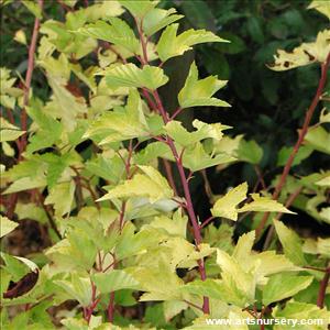 Physocarpus opulifolius 'Dart's Gold'