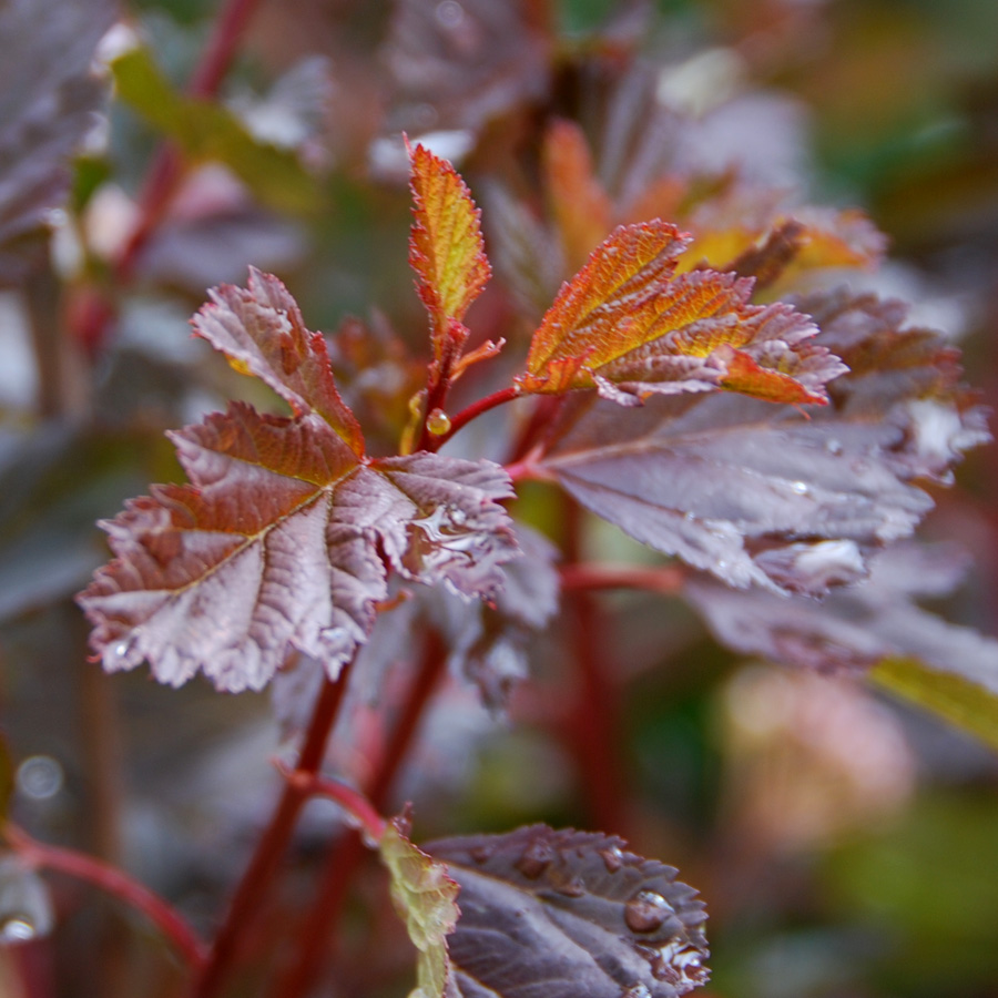 Physocarpus opulifolius 'Summer Wine Black'