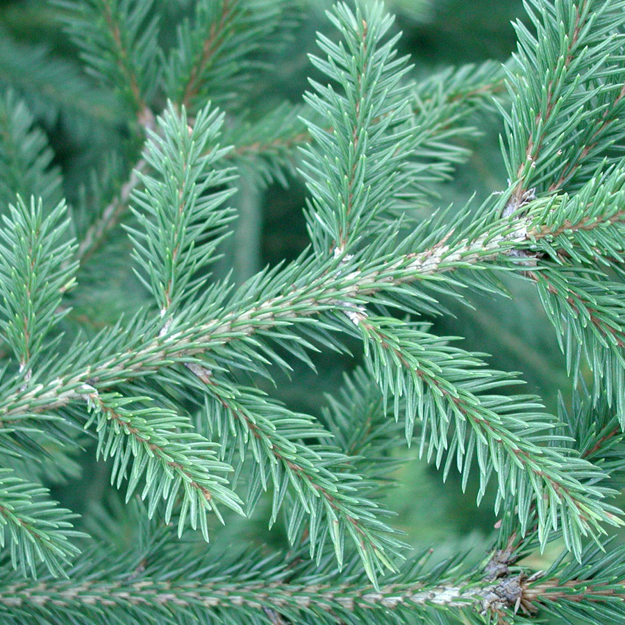 Picea abies 