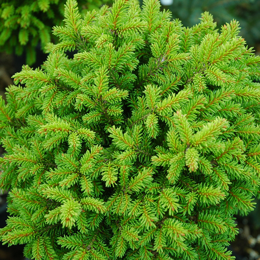 Picea abies 'Little Gem'