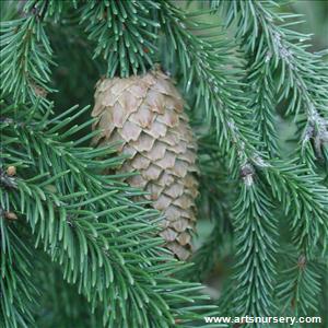 Picea abies 'Acrocona'