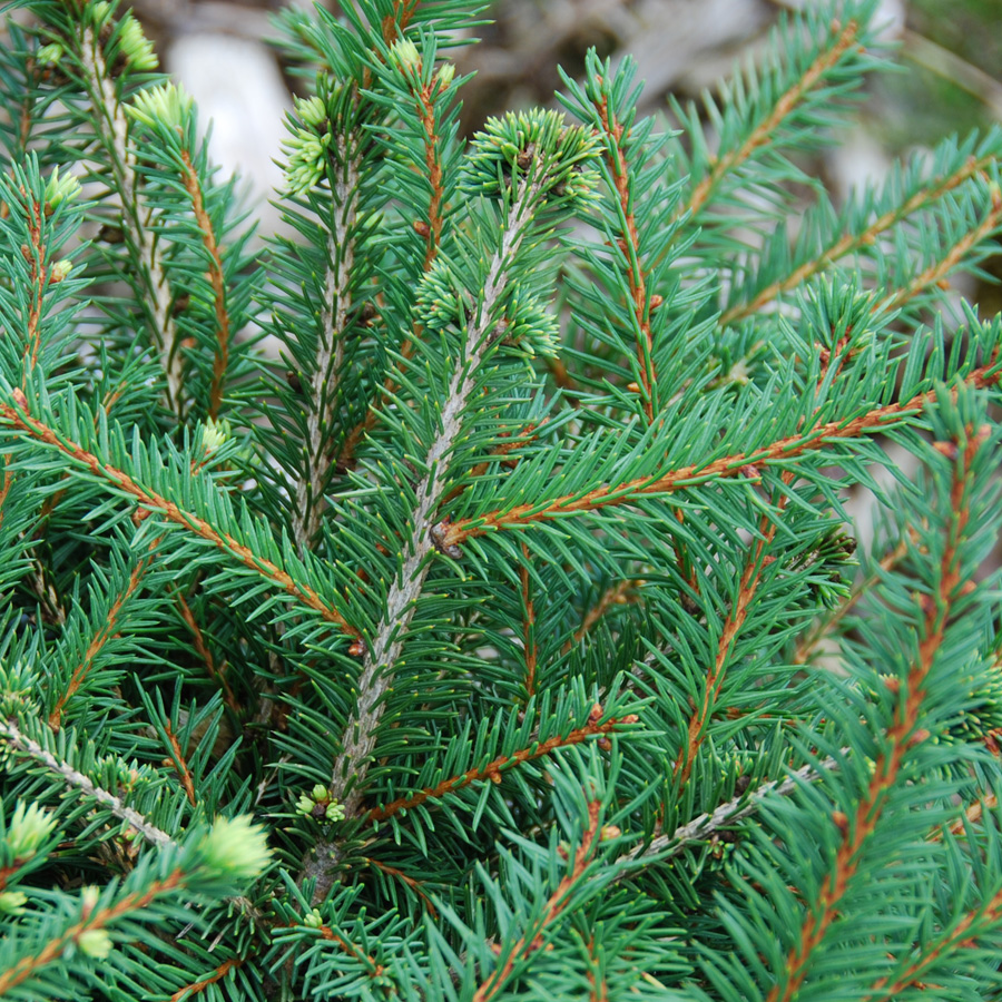 Picea abies 'Nidiformis'