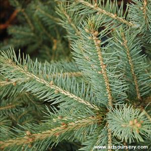 Picea glauca