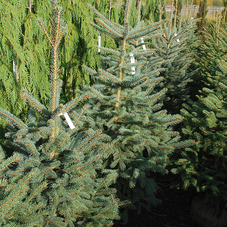 Picea glauca var. densata