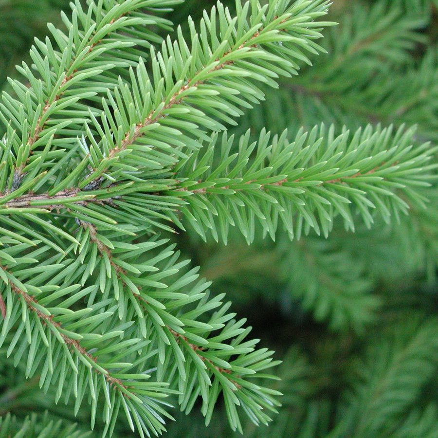 Picea omorika B&B Std.