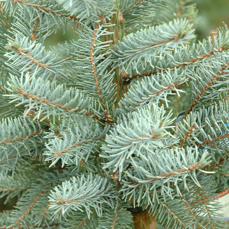 Picea omorika 'Pendula Bruns'