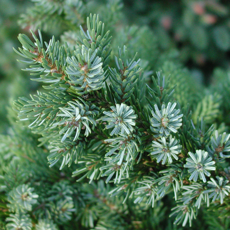 Picea omorika nana