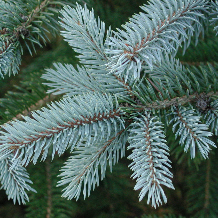 Picea pungens