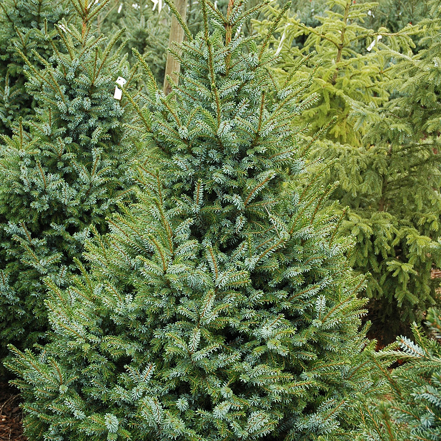 Picea pungens glauca 'Fat Albert'