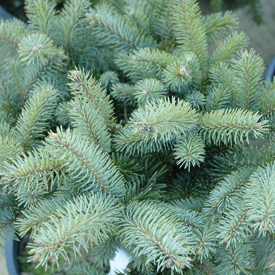 Picea pungens glauca globosa