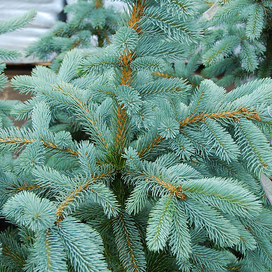 Picea pungens 'Hoopsii' 