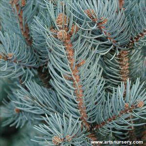 Picea pungens 'Iseli Fastigiata'