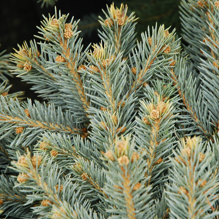 Picea pungens 'Montgomery' 