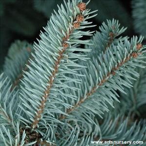 Picea pungens glauca procumbens T.G