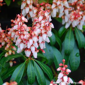 Pieris japonica 'Bonfire'