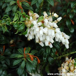 Pieris japonica 'Brookside Miniature'