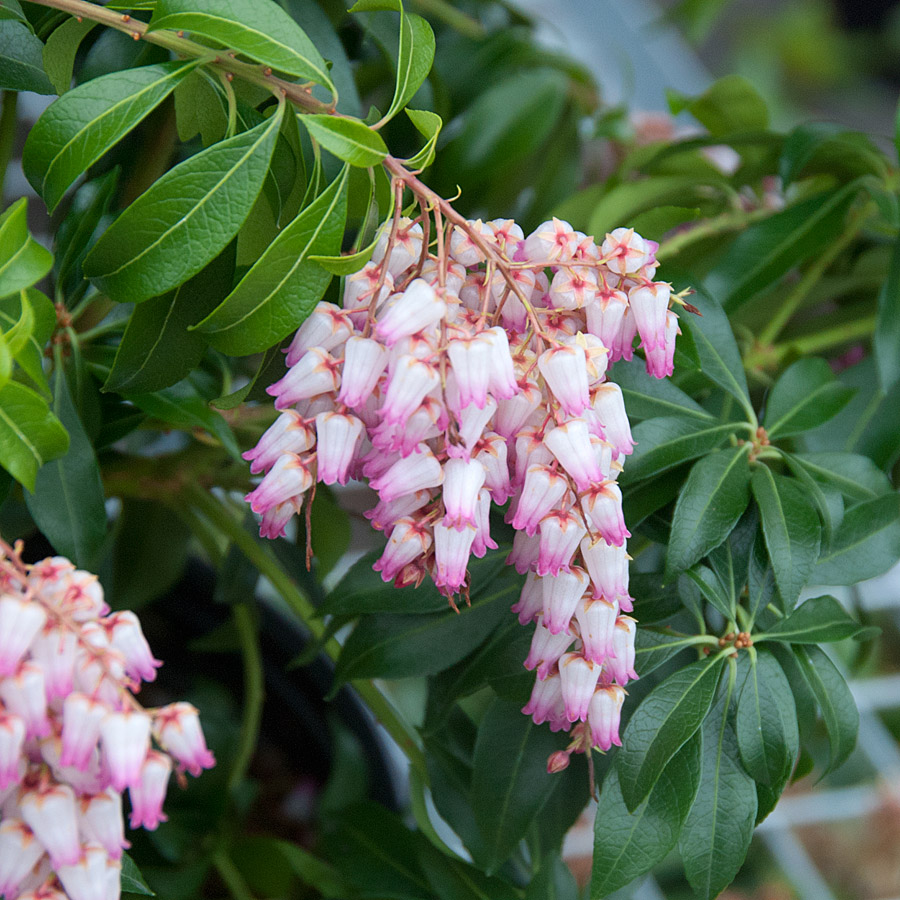 Pieris japonica Christmas Cheer