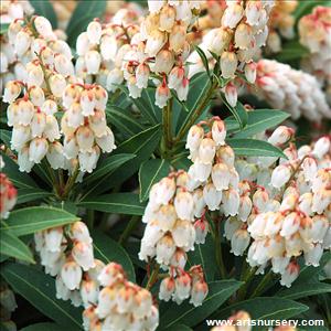 Pieris japonica 'Cupido'