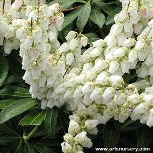 Pieris japonica 'Debutante'