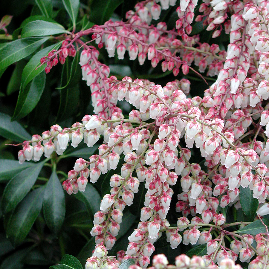 Pieris japonica 'Dorothy Wyckoff'