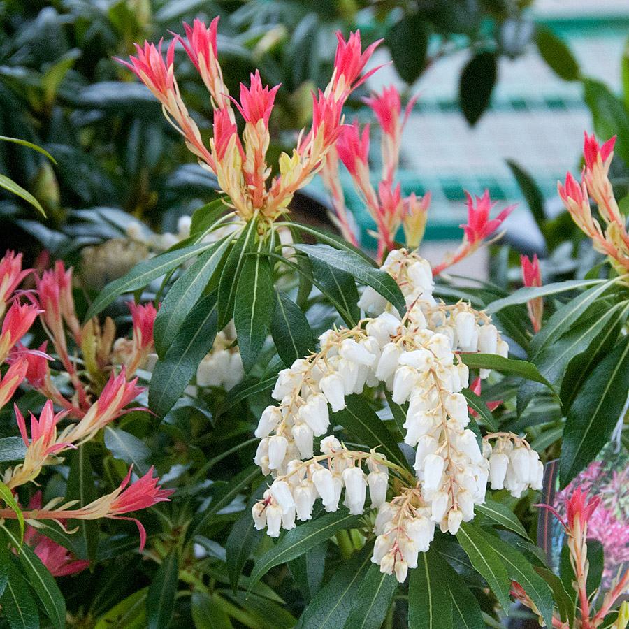 Pieris japonica 'Forest Flame'