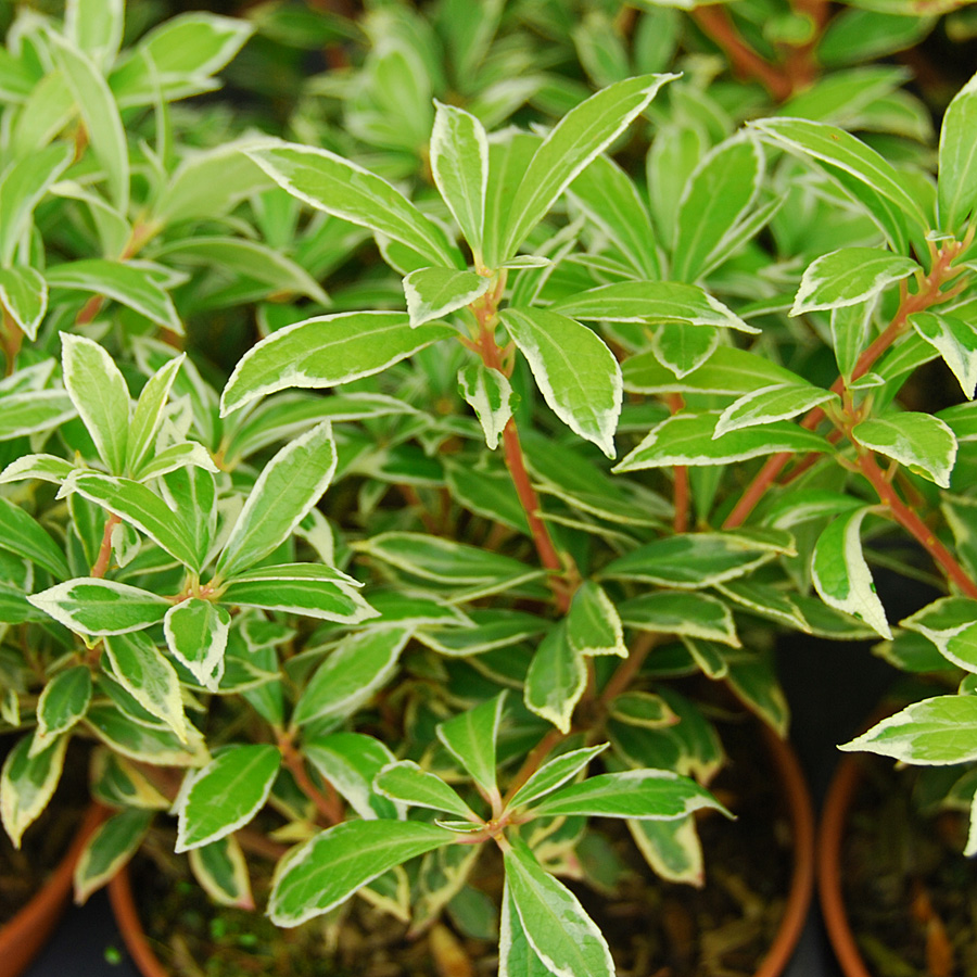 Pieris japonica 'Little Heath'  