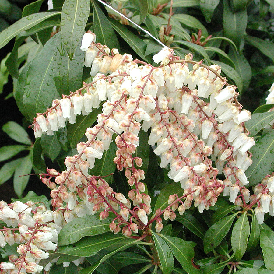 Pieris japonica 'Mountain Fire'