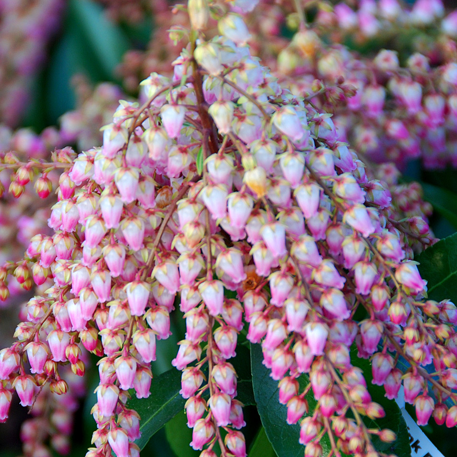 Pieris japonica 'Pink Delight'