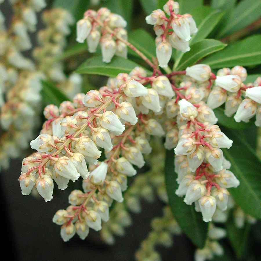 Pieris japonica 'Prelude'