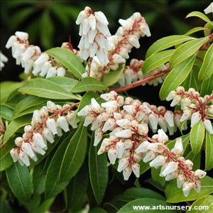 Pieris japonica 'Scarlett O'Hara'