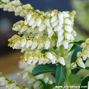 Pieris japonica 'Snowdrift'