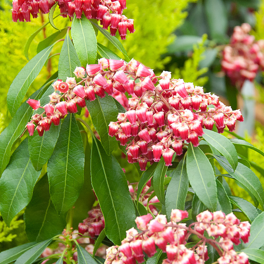 Pieris japonica 'Valley Valentine'