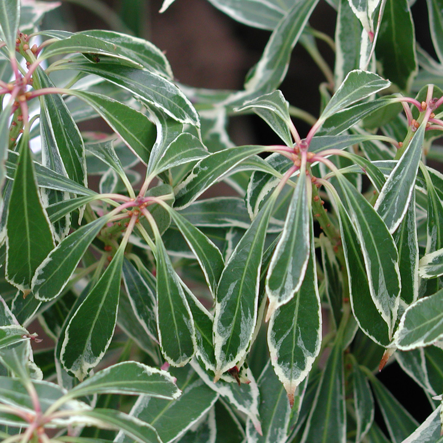 Pieris japonica 'Variegata'