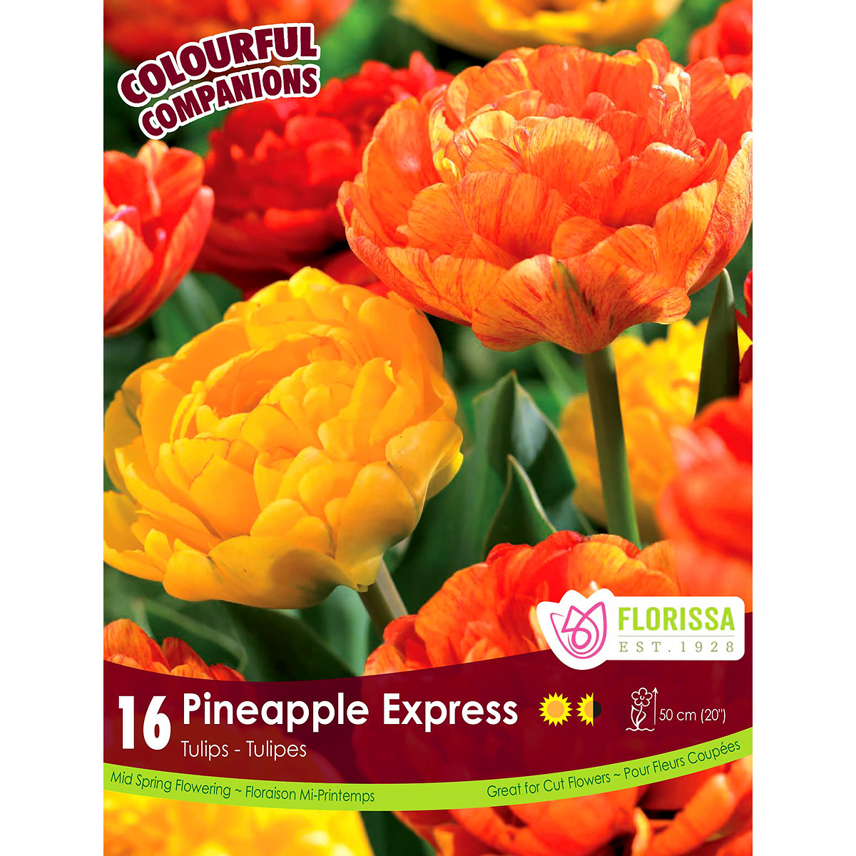 Colourful Companions 'Pineapple Express' Bulbs 16Pk