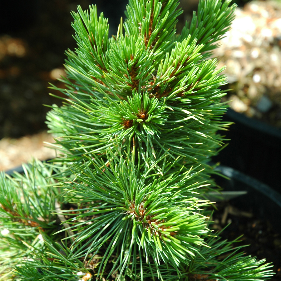 Pinus aristata 'Horstmann'
