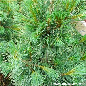 Pinus cembra 'Klein'