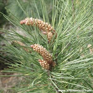 Pinus densiflora 'Oculis Draconis'