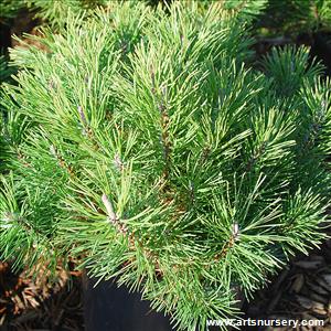 Pinus mugo pumilio STD