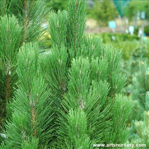 Pinus nigra 'Arnold Sentinel'