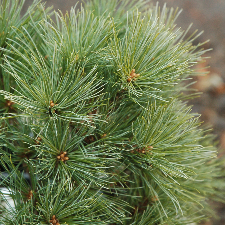 Pinus strobus nana