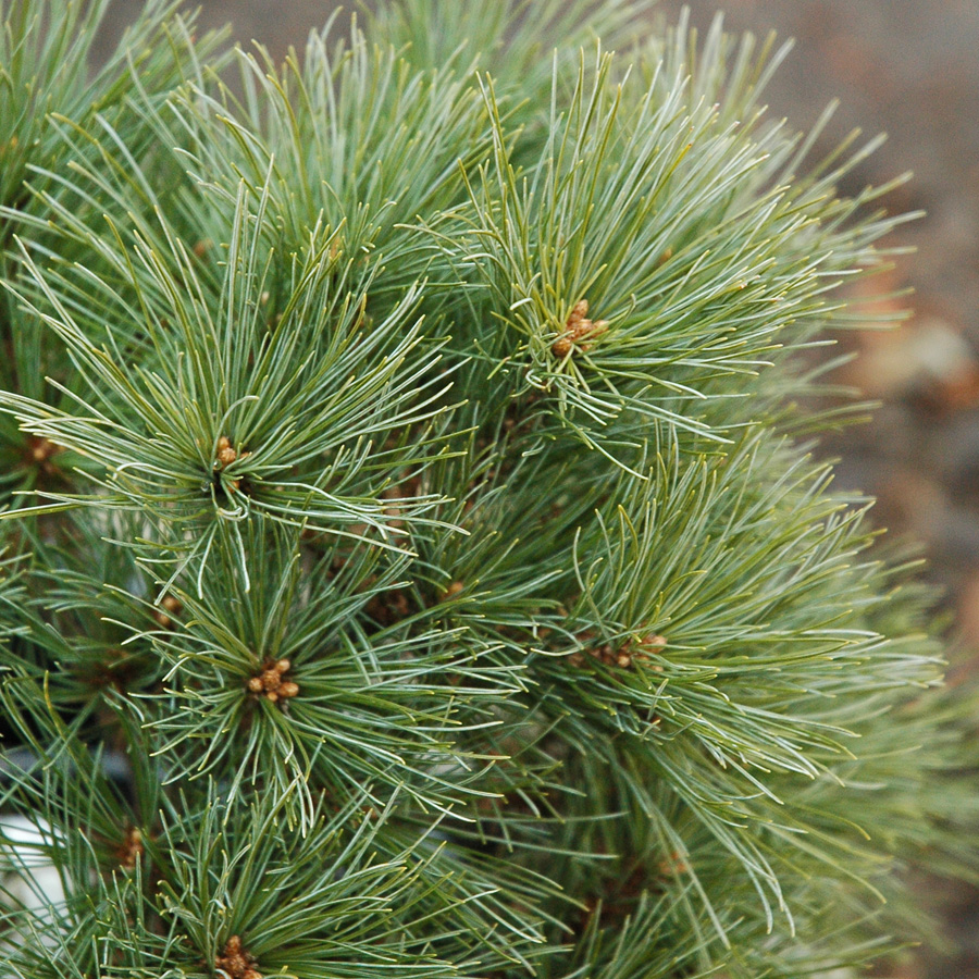 Pinus strobus 'Louie'