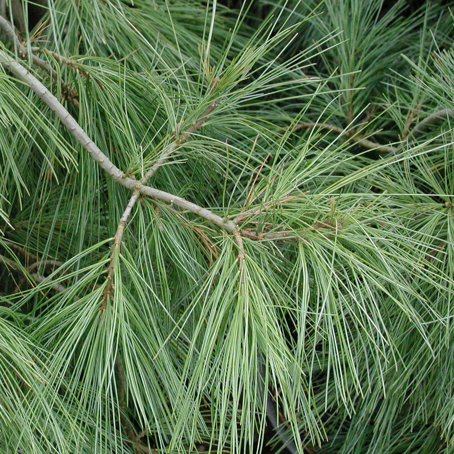Pinus strobus pendula  