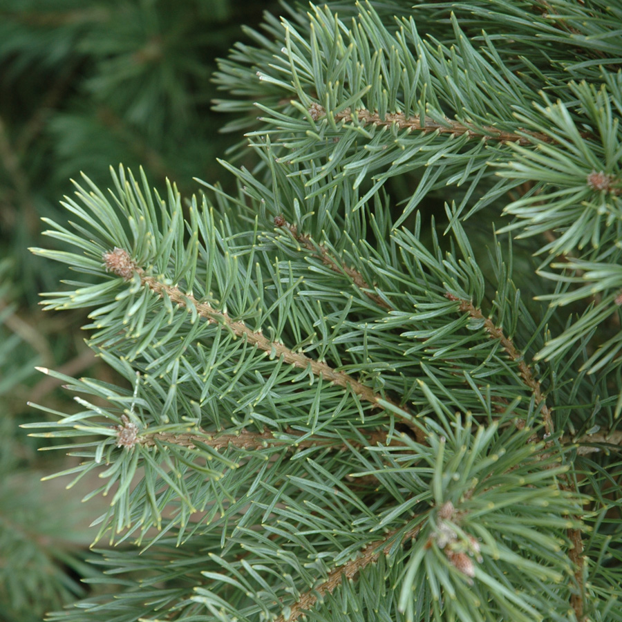 Pinus sylvestris 'French Blue'