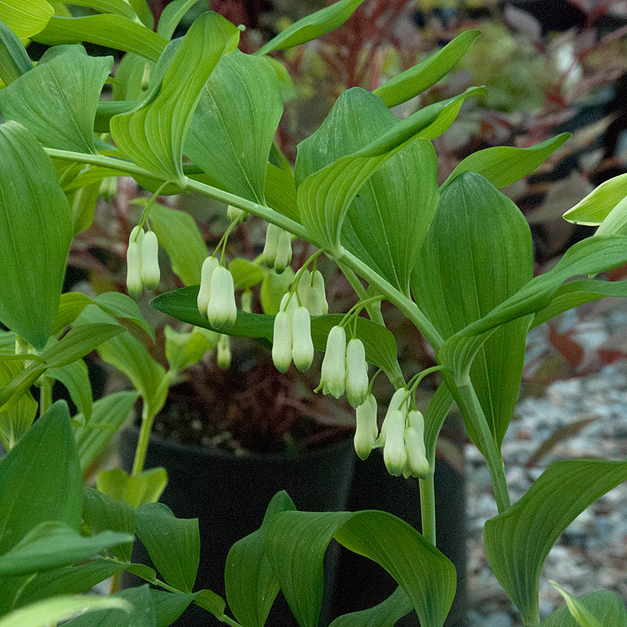 Polygonatum multiflorum 