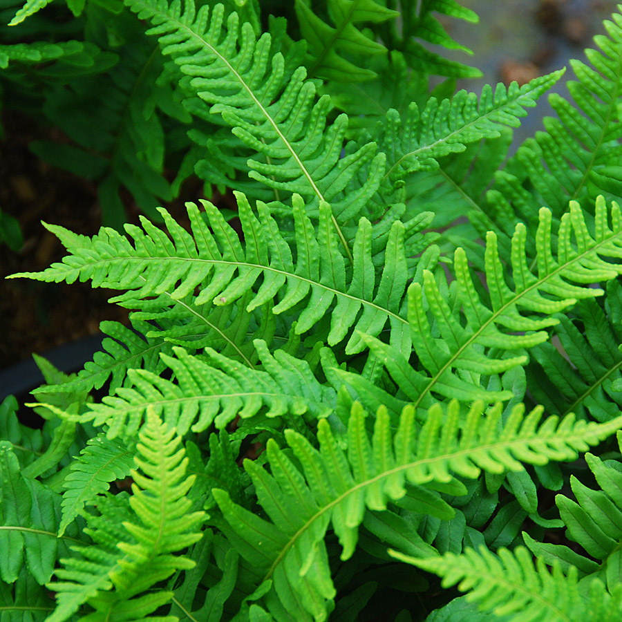 Polypodium vulgare