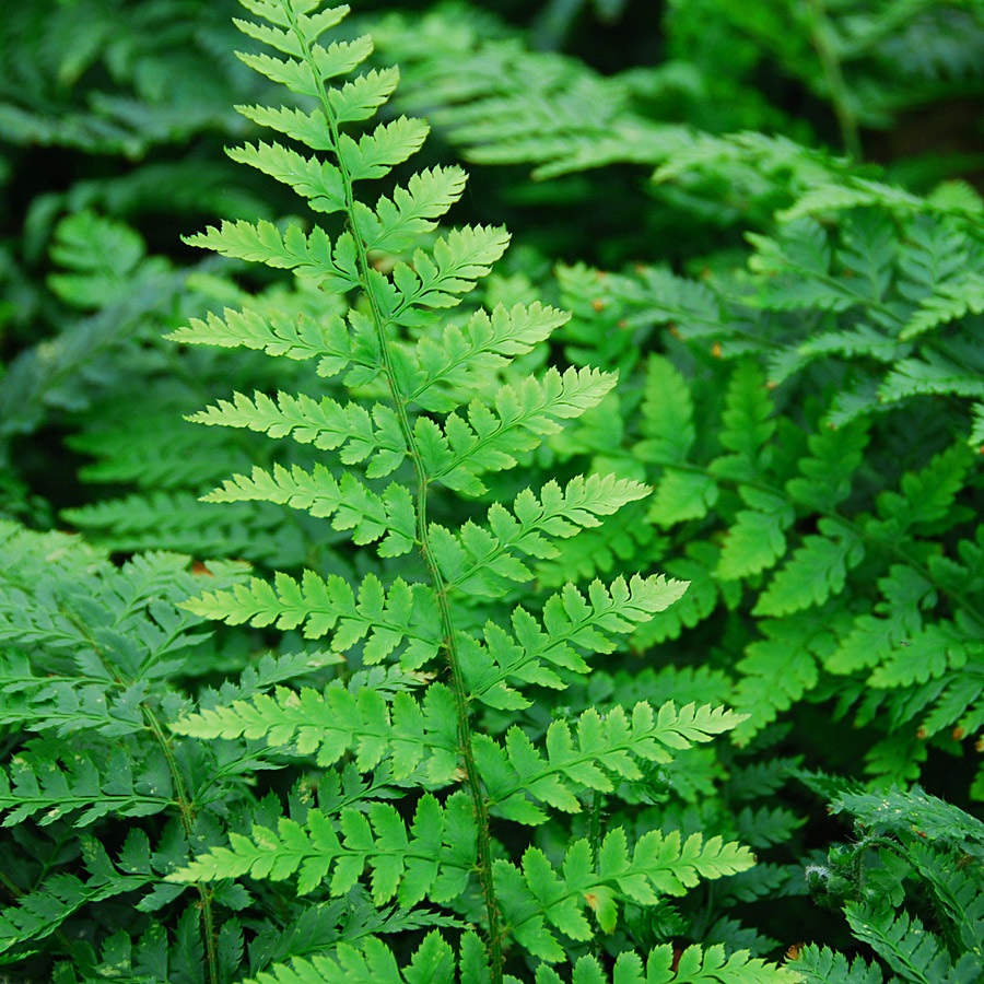 Polystichum braunii 