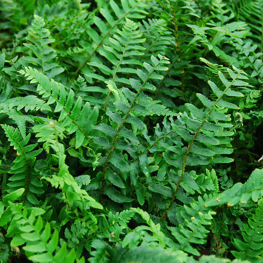 Polystichum makinoi 