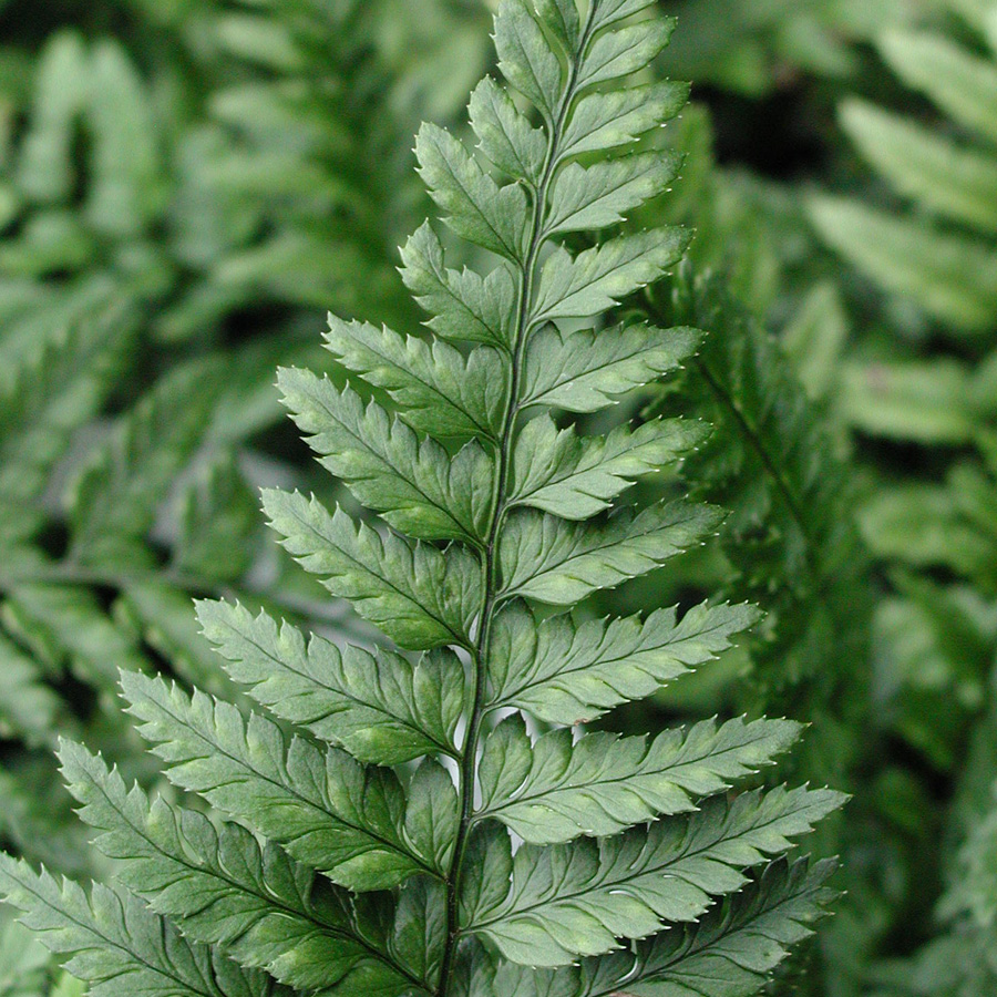 Polystichum tsus-simense 