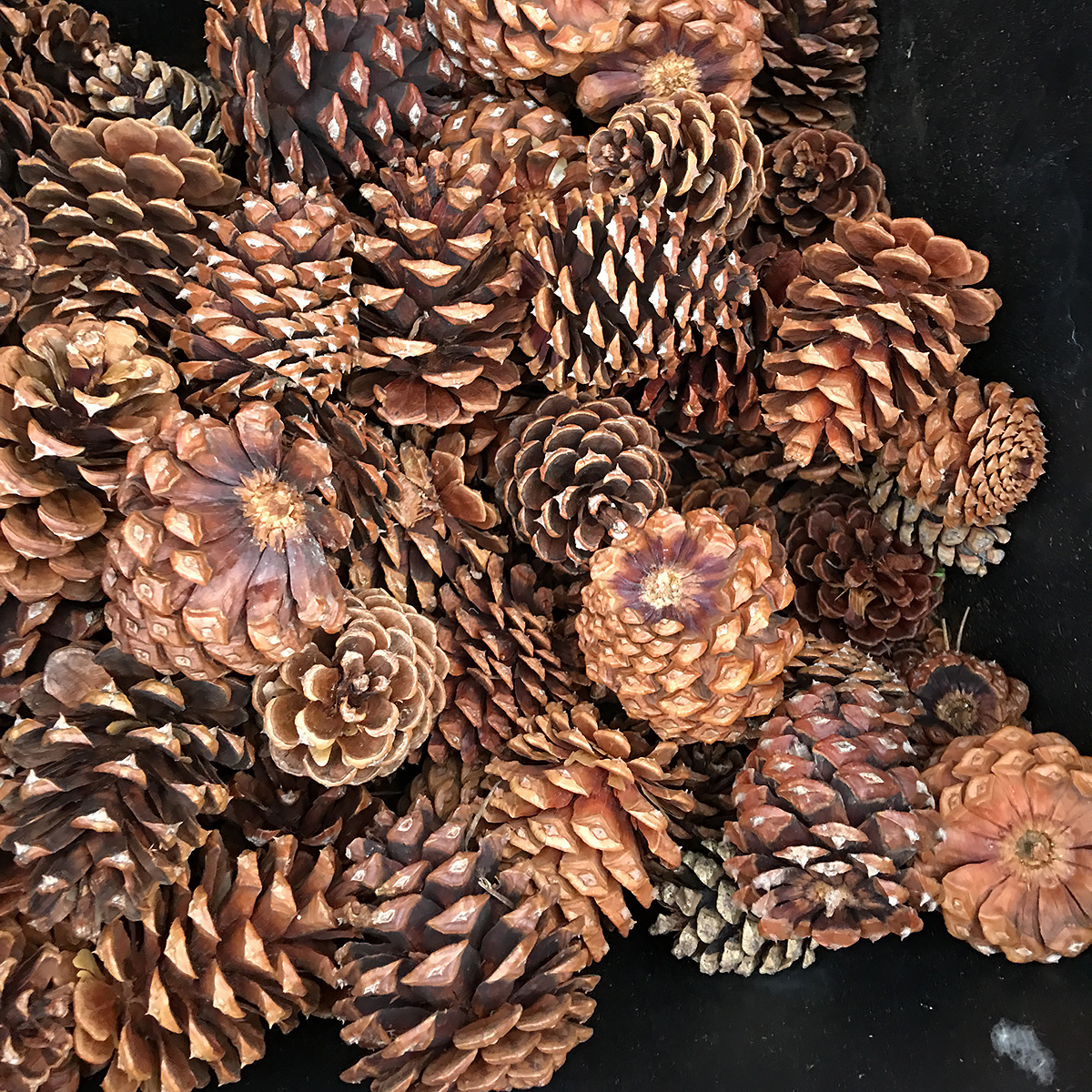 Christmas Greens - Ponderosa Pine Cone 