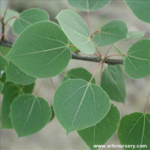 Populus tremuloides 'Swedish Columnar'